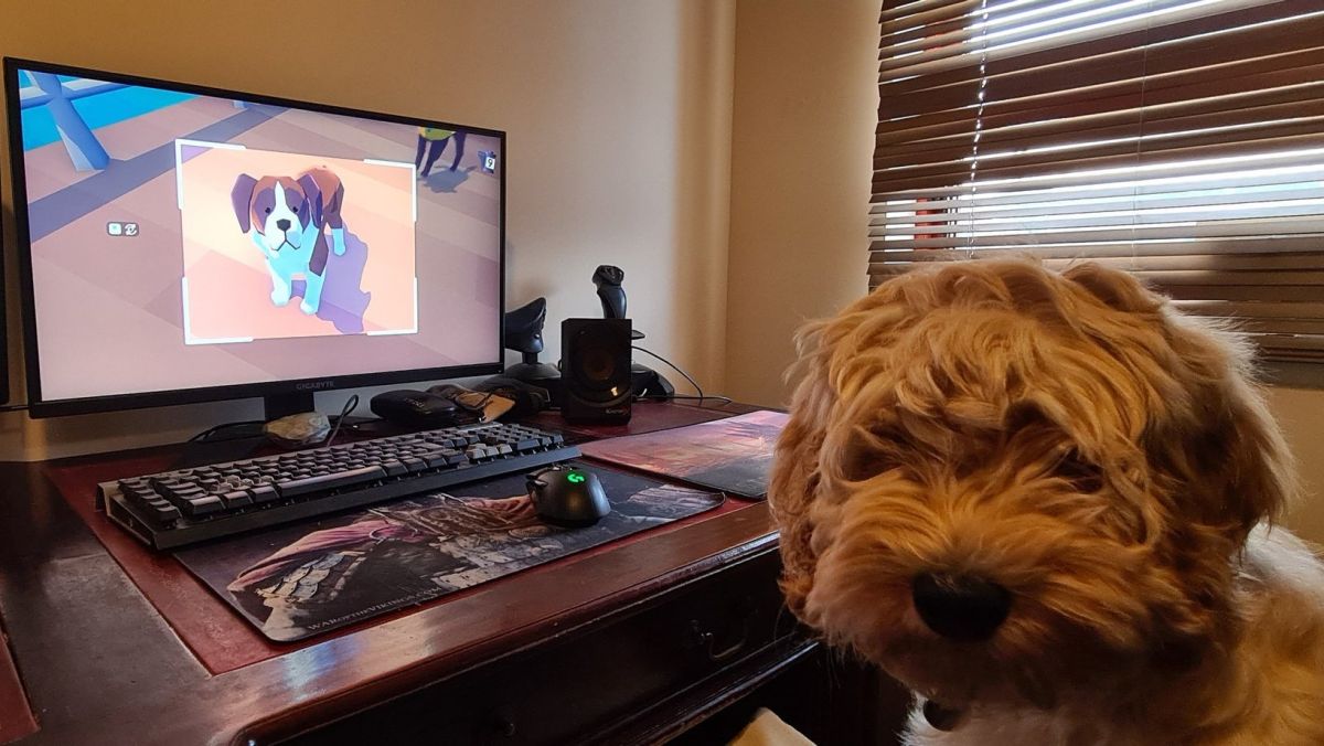 Pupperazzi, reviewed by an actual puppy