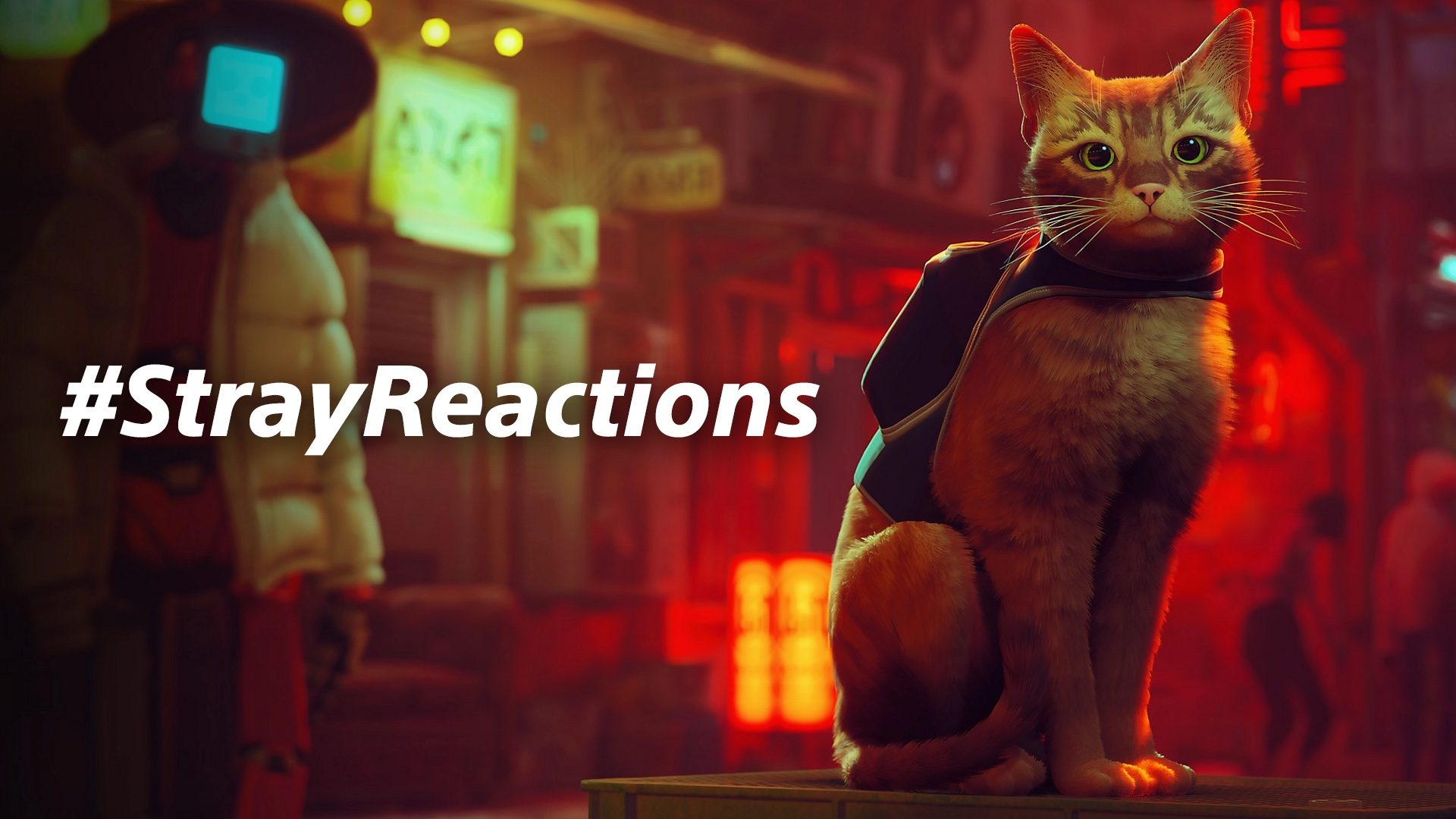 Announcing Stray Reactions, a pet-loving photo event supporting the ASPCA® – PlayStation.Blog