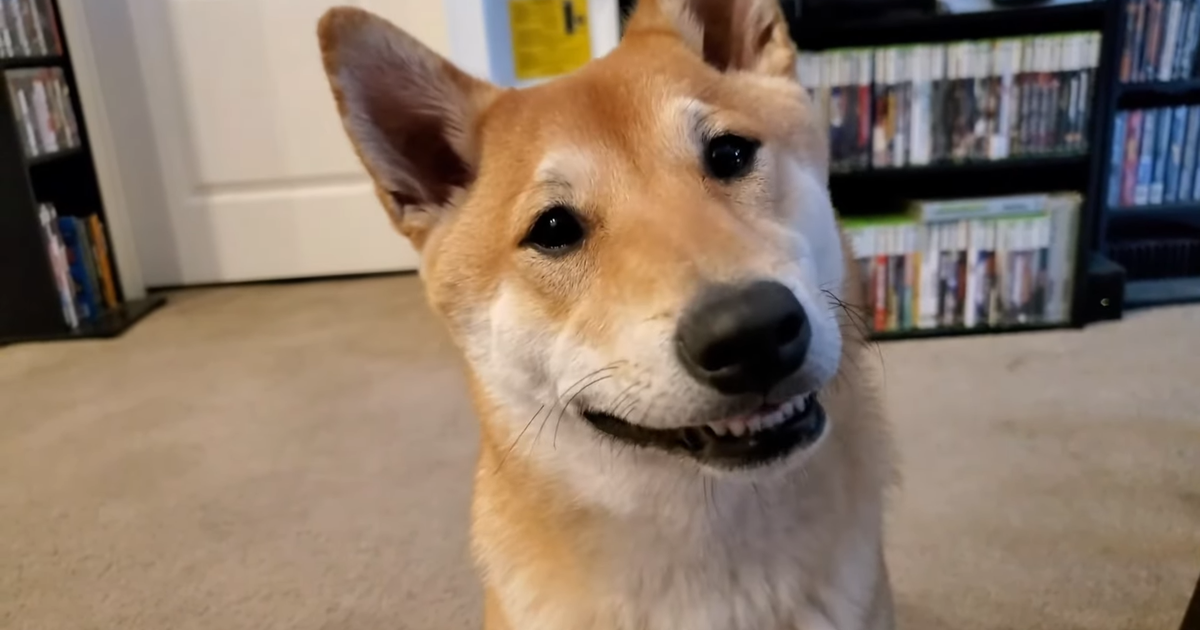 Streamer's Shiba Inu to become first dog speedrunner at AGDQ 2024