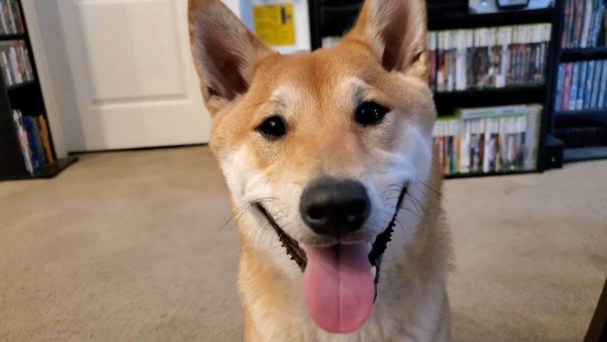 A dog named Peanut Butter is going to speedrun a Nintendo platformer at AGDQ 2024