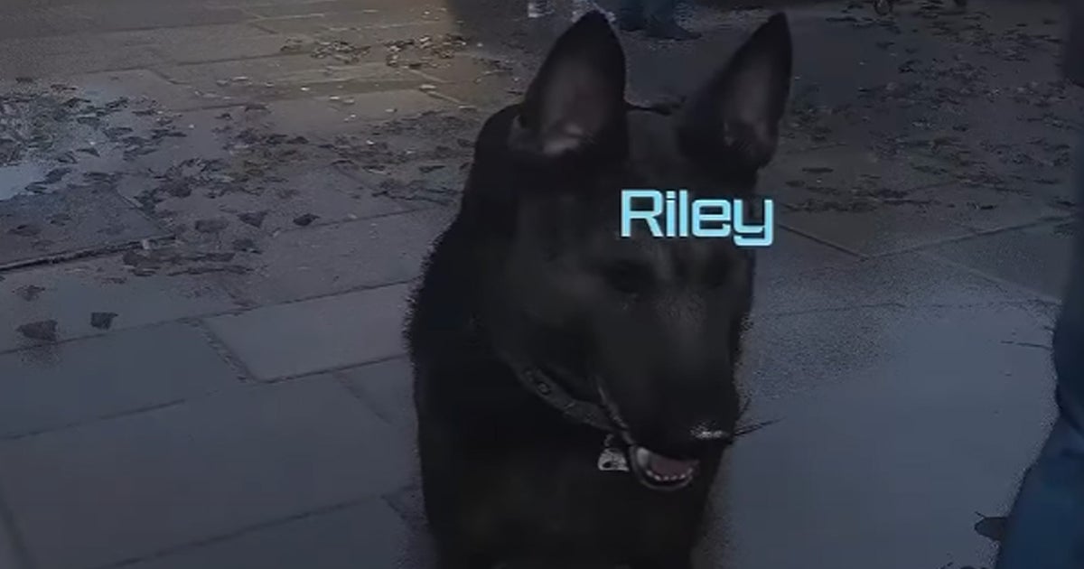 Call of Duty’s best dog is back in Modern Warfare 3